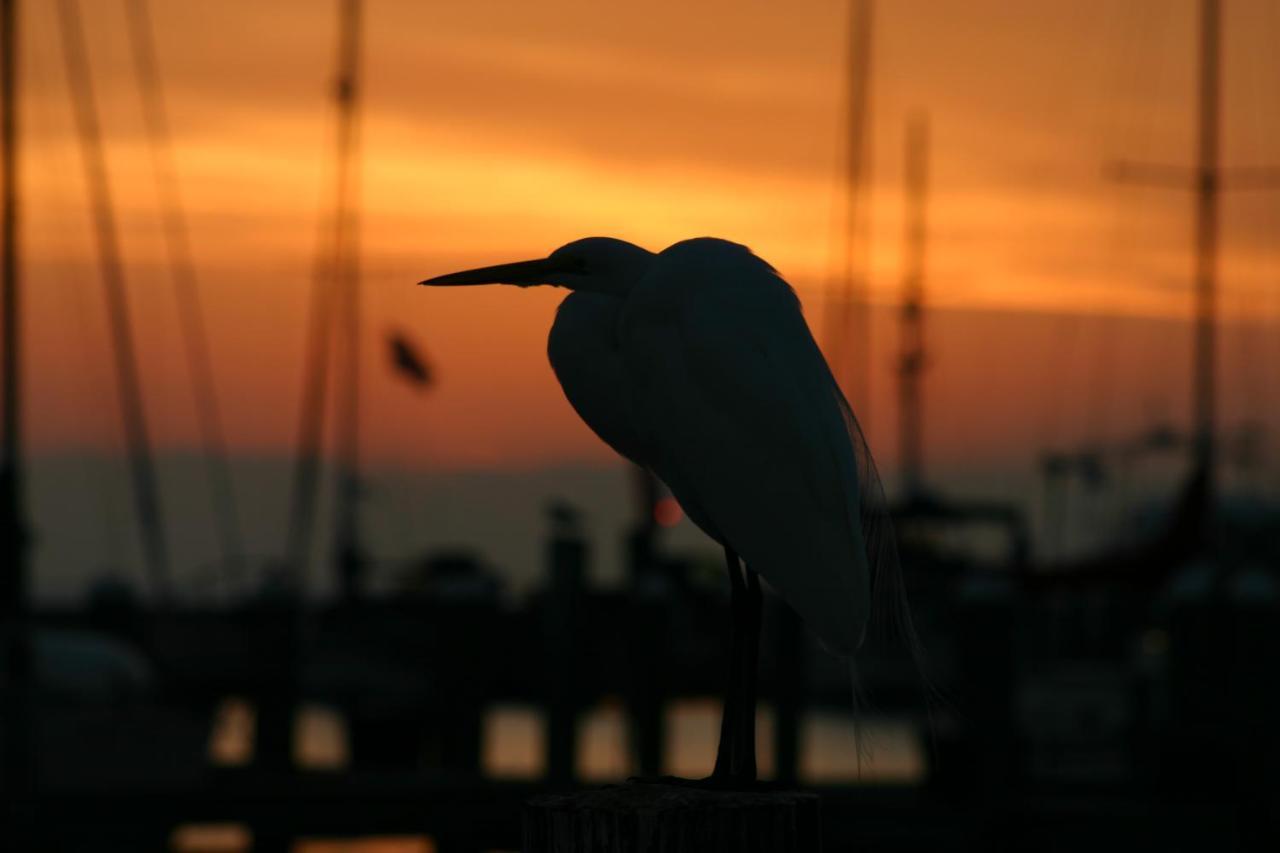 Whooping Crane Manor B & B Rockport Kültér fotó